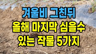 겨울비 그친 뒤 올해 마지막 심을 수 있는 작물 5가지