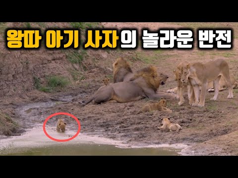 아기 사자가 비정한 야생에서 살아남는 방법