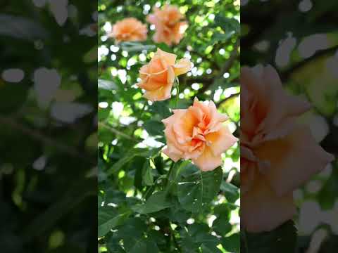 園芸 キャンディブッシュ