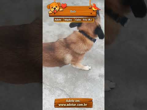 Vídeo de Bob