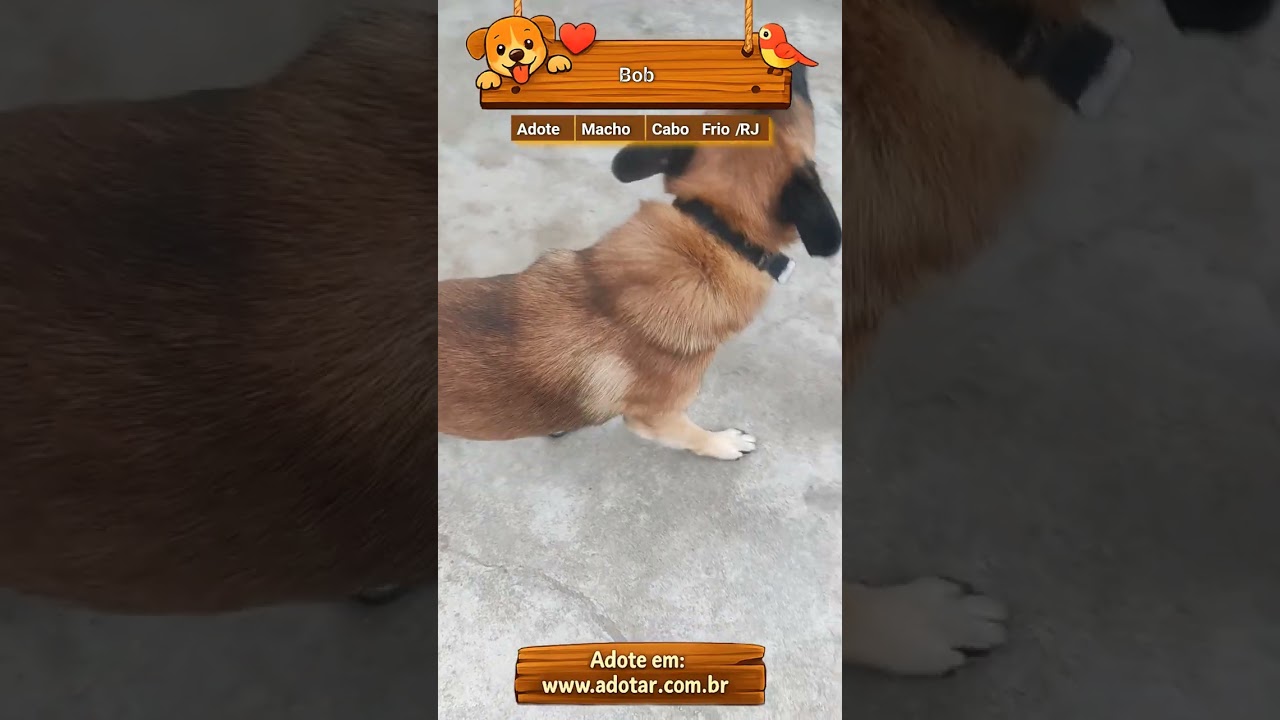 Cachorro raça Pastor Alemão idade 2 anos nome Bob