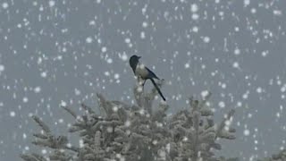 Please, let the Snow Fall on the New Years Day [Subtitles]