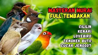Download lagu Masteran Tembakan Cililin, Kenari, Lovebird, Cucak Jenggot dan Tengkek Buto mp3