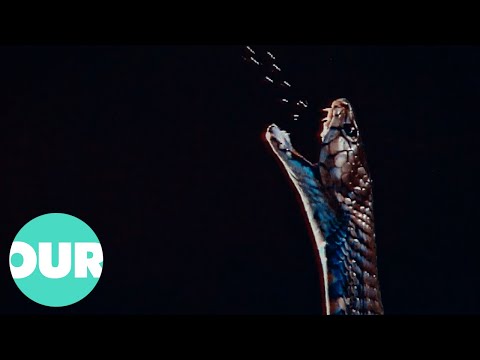Cobra: The Fascinating Life of The King Of Snakes | Our World
