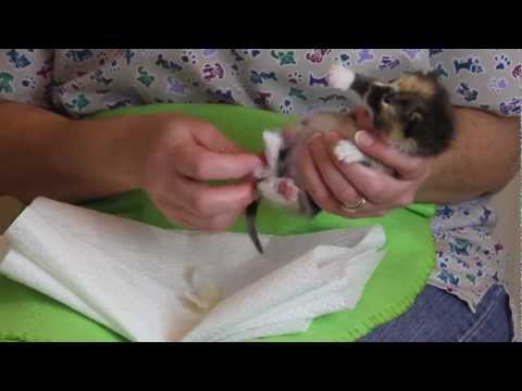 Orphaned Kitten Care: How to Videos - How to Stimulate an Orphaned Kitten to Urinate and Defecate