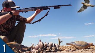 OPENING DAY Dove Hunt was a SUCCESS! | 28 Gauge Dove Hunting 2023