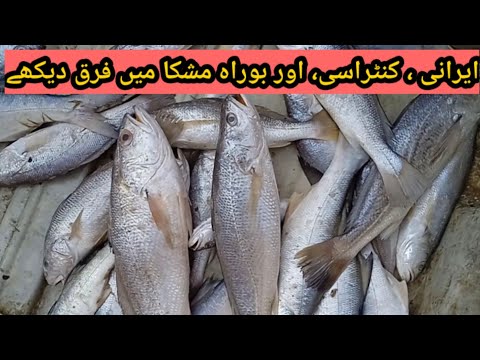 YouTube video about: What kind of fish is croaker fish?