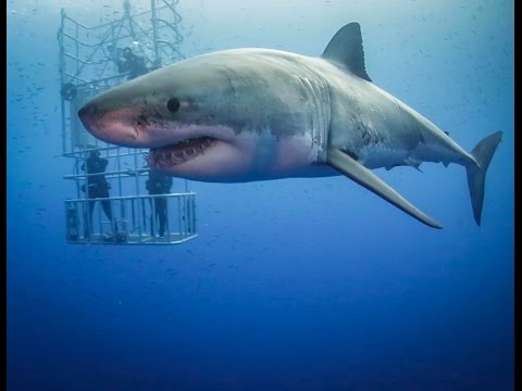 Guadalupe Great White Sharks HD video