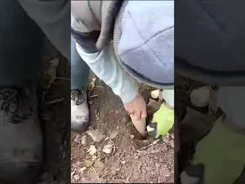 Sembrando los ajos para esta temporada #larocha #casadecampo #airelibre #ajos #huerto #siembra