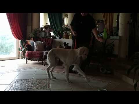 Adiva, Saluki klikkeres training: küldés különböző irányokba