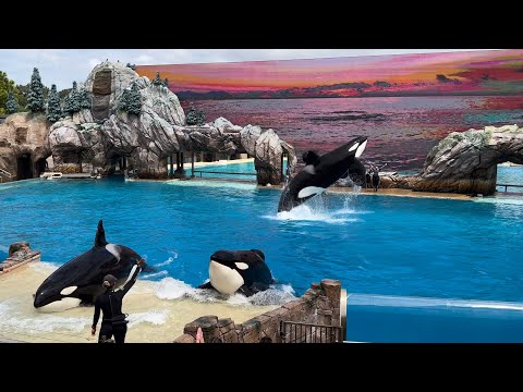 A Special Orca Encounter (Full Show) at SeaWorld San Diego September 3, 2023