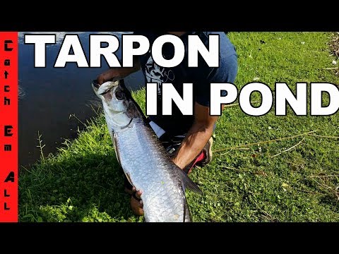 image-Can tarpon live in freshwater?