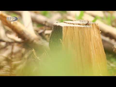 Vertrocknete Bäume und Kahlflächen - Der Harz benötigt dringend Hilfe - RFH aktuell