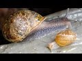 Slippery Slimy Snails Summer Bugs In Australia
