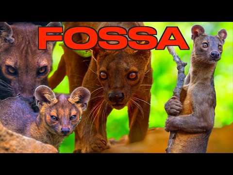 Why School Never Taught You About the Fossa