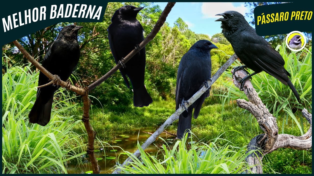 🐦 Meia Hora De Melhor Baderna De Pássaro Preto, Graúna, Melro┃Sons Da Natureza 🎶
