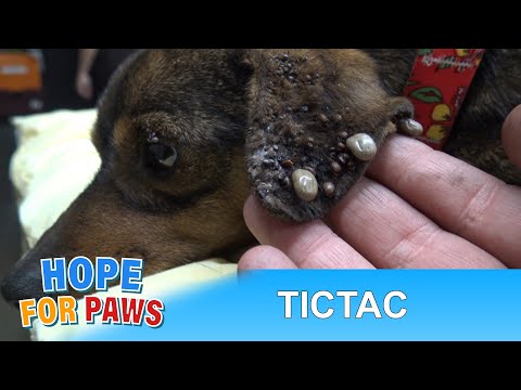 download lagu mp3 mp4 Tic Tac Dog, download lagu Tic Tac Dog gratis, unduh video klip Tic Tac Dog