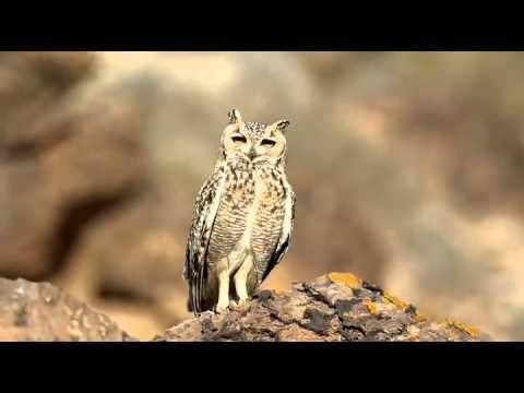 Bubo ascalaphus Maroko