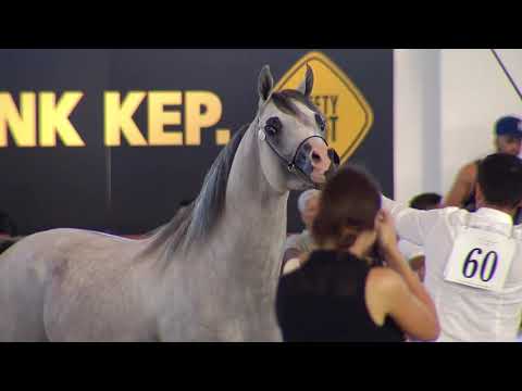 N.60 TF ANDRUS - Italian Nationals 2018 - 2 Years Old Colts (Class 5)