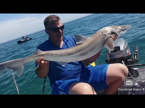 Fisherman in boat holding a massive tope