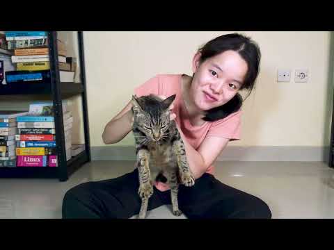 We found a pregnant cat