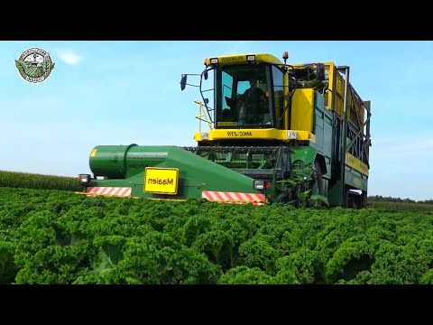 Millions Of Pounds Of Kale Are Harvested in America This Way | Agriculture Technology