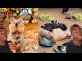Top 10 Most Wholesome Animals (in my very biased opinion)