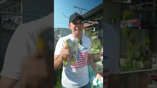 Download lagu Gold Coin Bird feed is proven to make my bird a champion #kicaumania #bird #birdfeed #goldcoin mp3