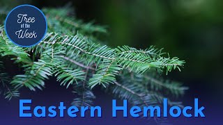 Tree of the Week: Eastern Hemlock