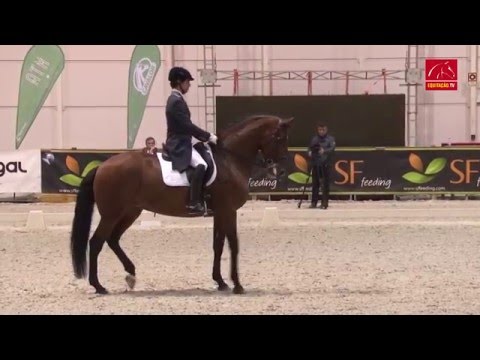 CDI3* Pet Festival 2016 - Gonçalo Carvalho/Batuta (GP)