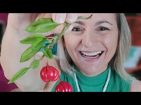 Pitangas em biscuit ❣