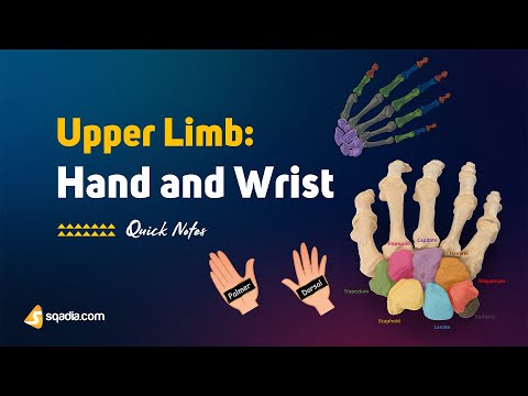 Upper Limb | Introduction | Hand and Wrist Bones | Anatomy for Medical Students