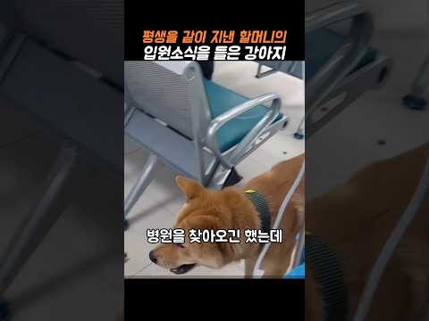 할머니의 갑작스러운 입원소식을 들은 강아지의 행동 #감동 #강아지 #감동영상
