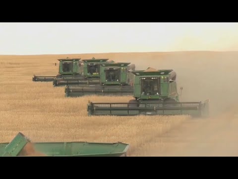 Жыныстық аланилондар Жыныстық аланилондар