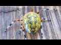 Marbled Orb Weaver Spider - Nature's Art Canvas