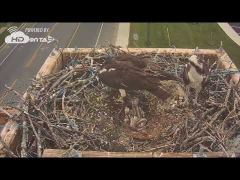 2017 - Severna Park Osprey Cam - Three Osprey Chicks!