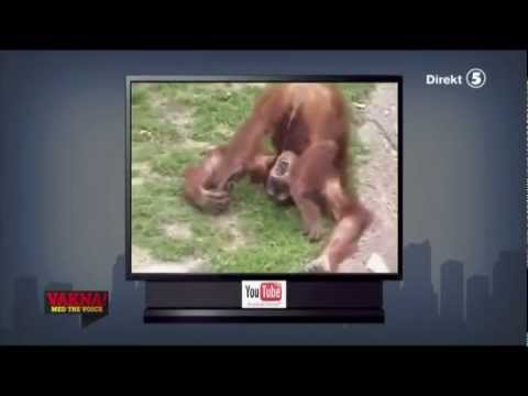 Best of vecka 18 - VAKNA! med The Voice