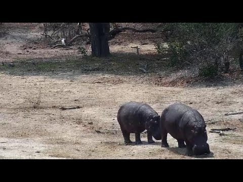 Djuma: Two Hippos arrive - 12:27 - 09/20/19