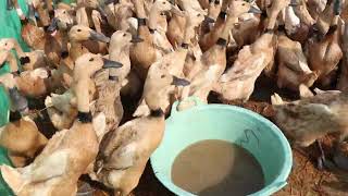 Download lagu SUARA BEBEK WEK WEK ASLI KETAWA , DUCK SOUND EFFECT , SUARA BEBEK ASLI SUARA RIBUAN BEBEK DEMO mp3