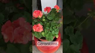 Front porch geraniums | Farm house potted plants ideas #shorts #farmhouse #plants