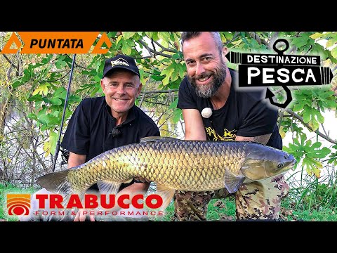 La regina delle Ninfee - Carpfishing | Destinazione Pesca S2E5 | @trabuccofishing