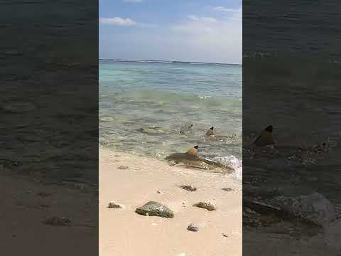 ISLAND SURVIVAL: Hand Catching Shark