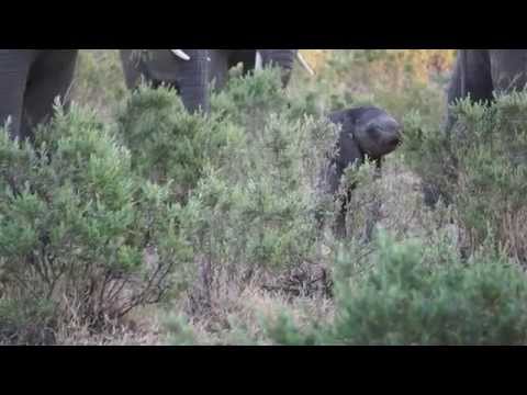 Baby Elephant tries to use trunk