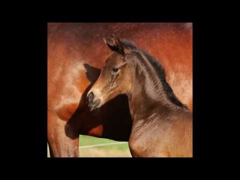 *2016 Stutfohlen von Don Nobless - Laudabilis