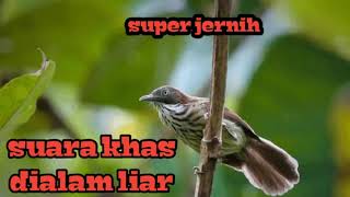 Download lagu Suara ciung air coreng khas di alam liar||super jernih mp3