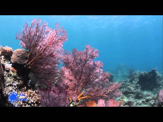 Bali Reef Divers - Diving in Amed - October 2013