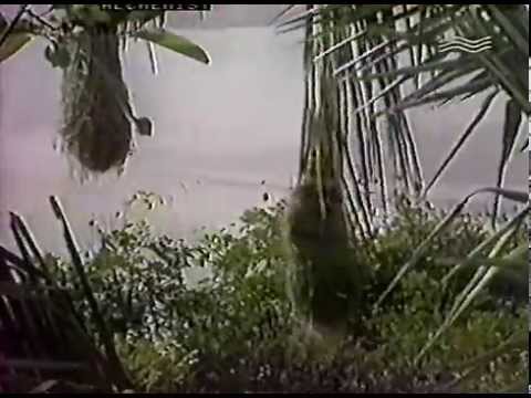 Теленочь Муз-ТВ: DJ Necto Lucas - Ibiza. (VJ Beatstream) (VHS-RIP)