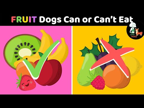Fruits Dogs CAN or CAN'T EAT | These REMARKABLE FRUITS to protect your dog | DOG CARE TIPS