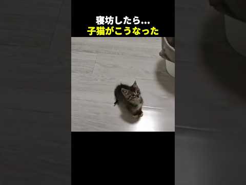 寝坊したら猫がブチギレたw