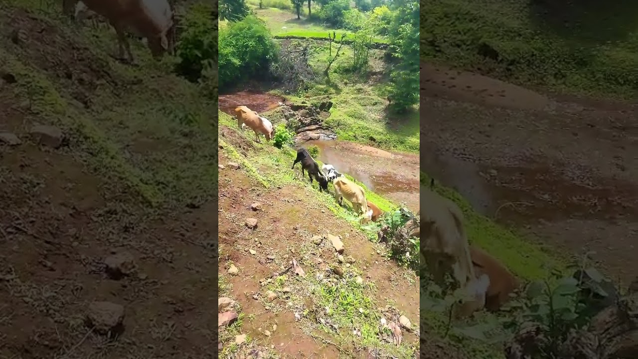 उभे धसाला बैला कशी चरतात#viral #video